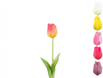 R.CV13553-MIX Tulipan pogum.